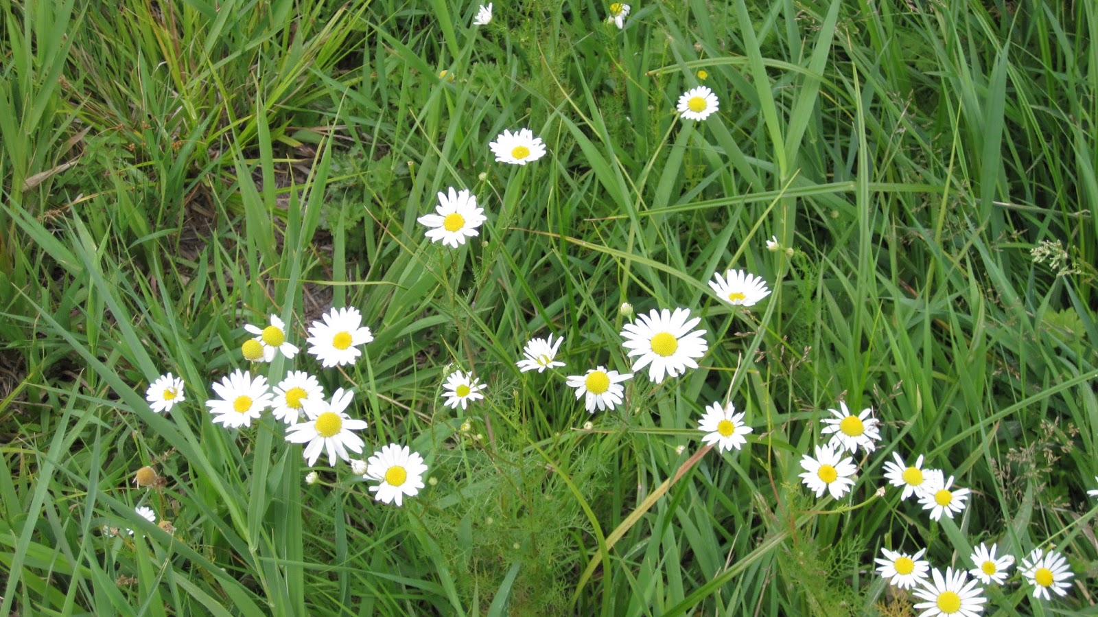 Innie Me Colorado Wildflowers White