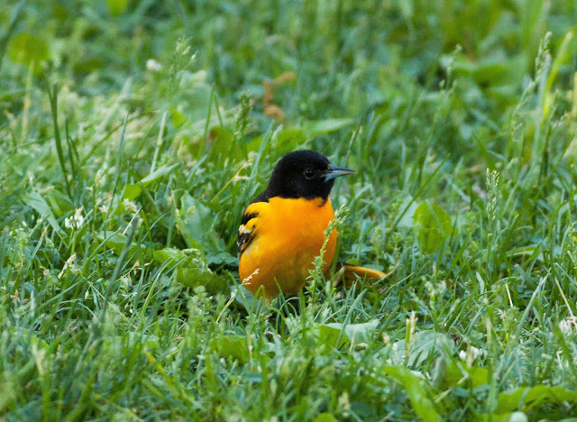 Baltimore Oriole - Central Park, New York