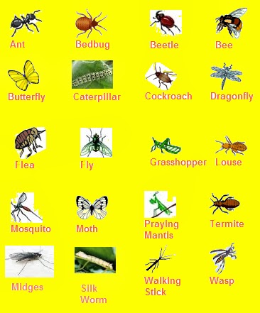 Insects With Names