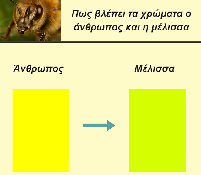 Τι χρώματα βλέπουν οι μέλισσες και πως βάφουμε τις κυψέλες μας: Μυστικά που δεν γνωρίζαμε μεχρι τώρα