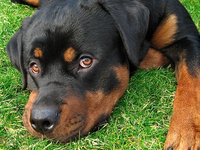 Sweet Rottweiler