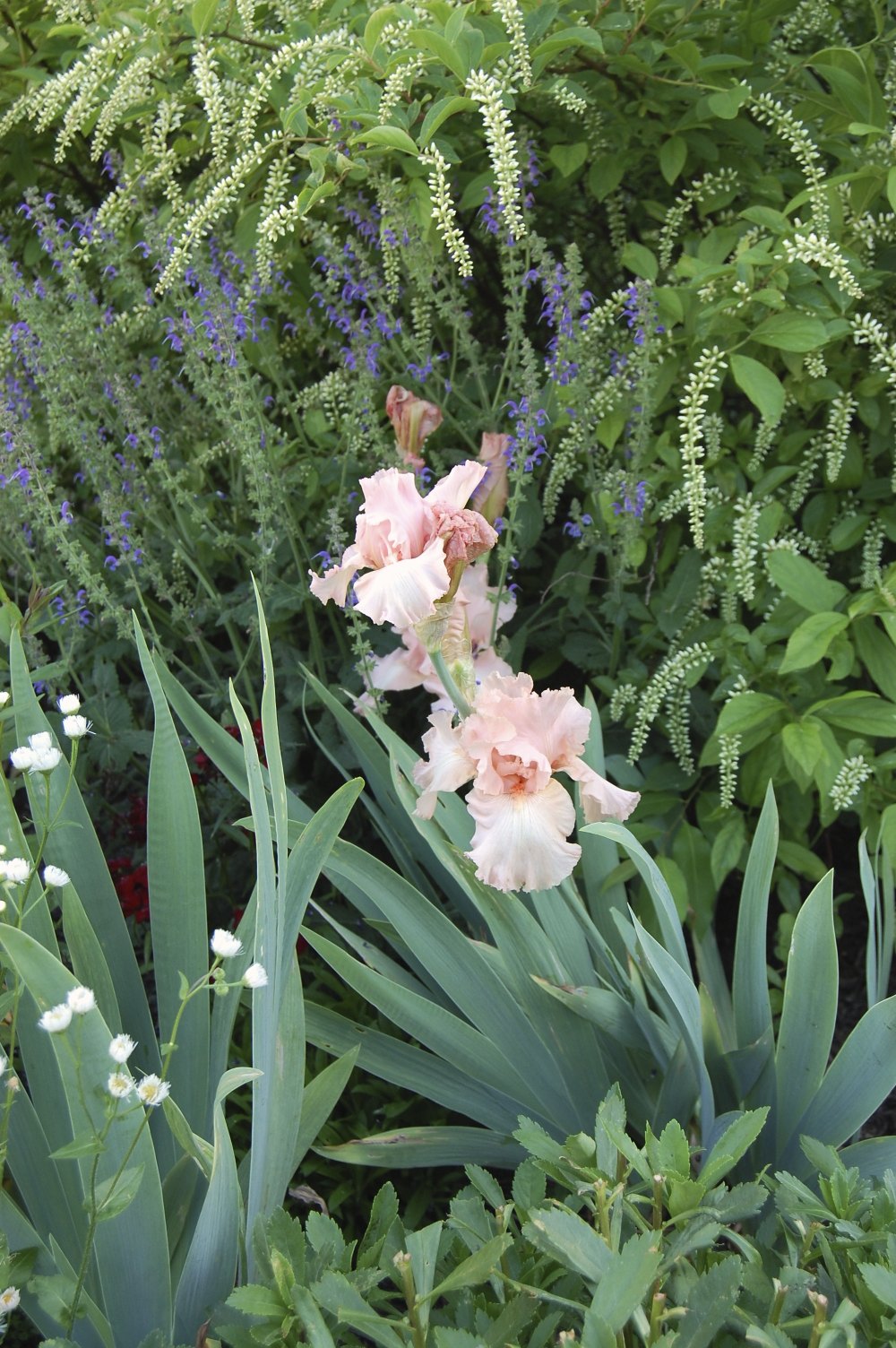 Beverly Sills Iris