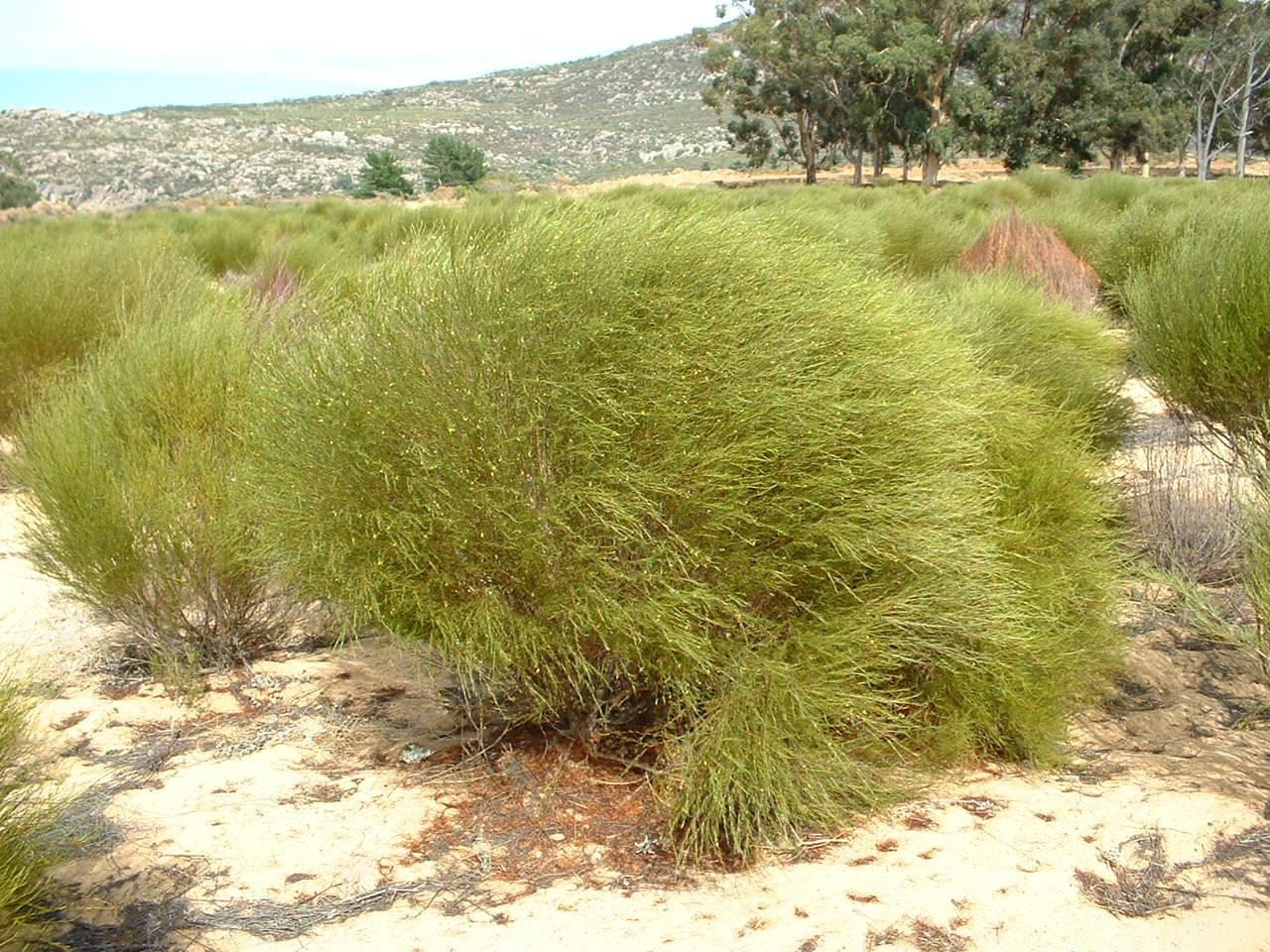 Livin' In The Green Rooibos Tea An Herbal Wonder