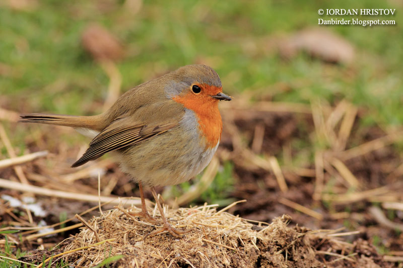 Robin photography by Iordan Hristov bird photography