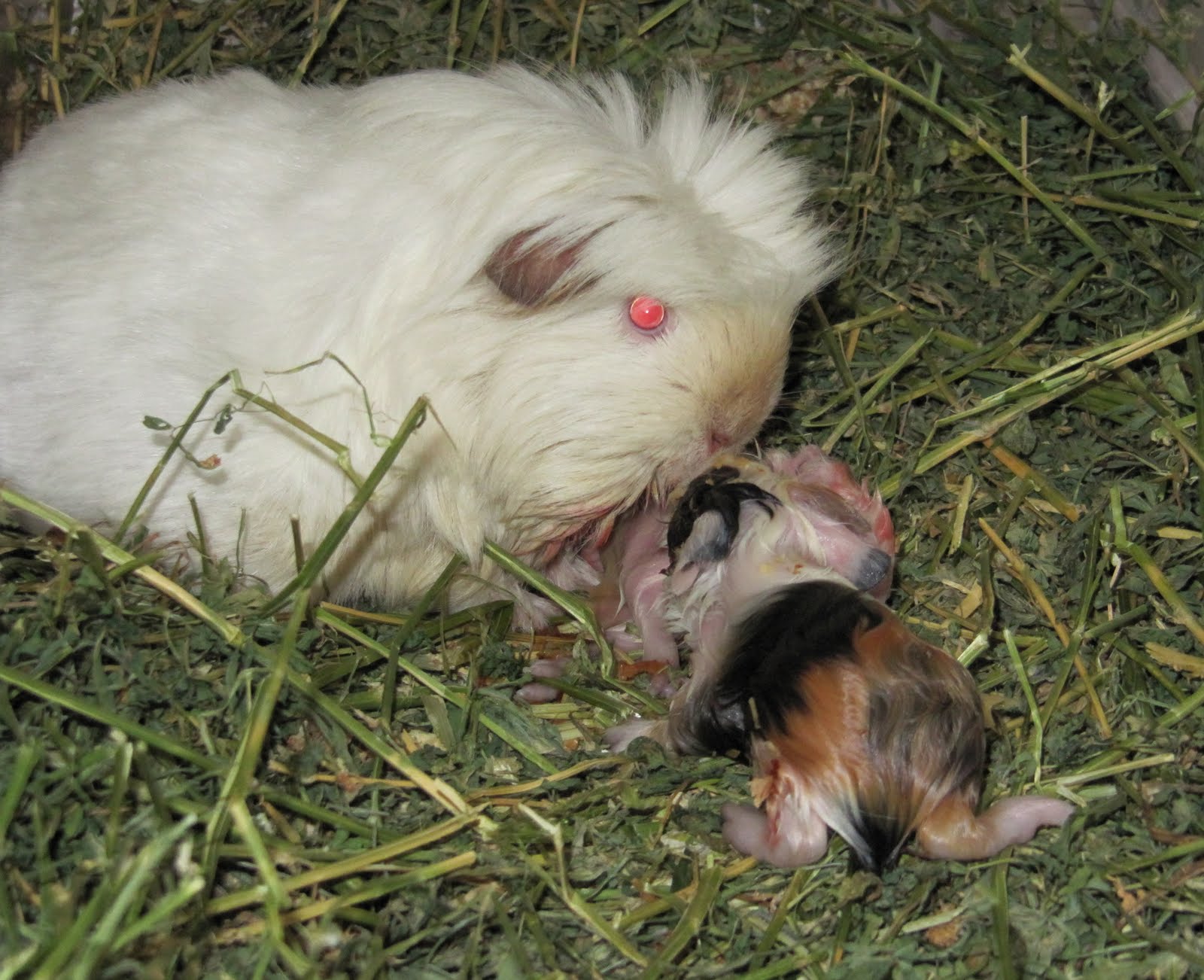 All Things Guinea Pig Leilani's Litter
