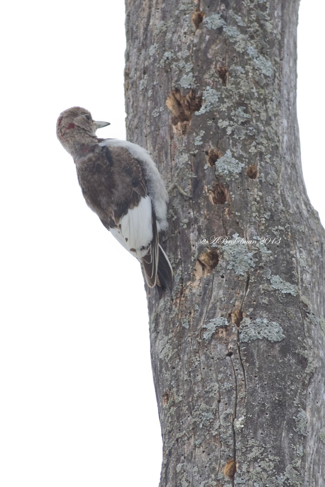 Ann Brokelman Photography: Red-headed Woodpecker - Juvenile Feb 2013