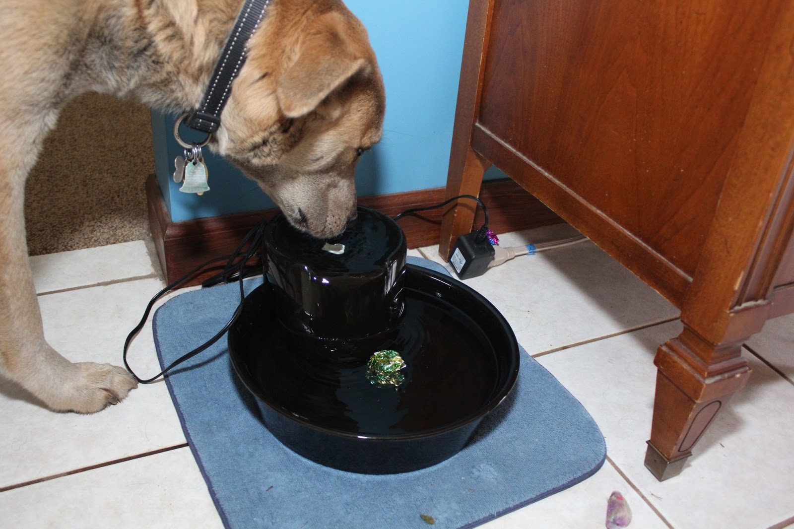 A dog finds a cat toy floating in his water bowl.