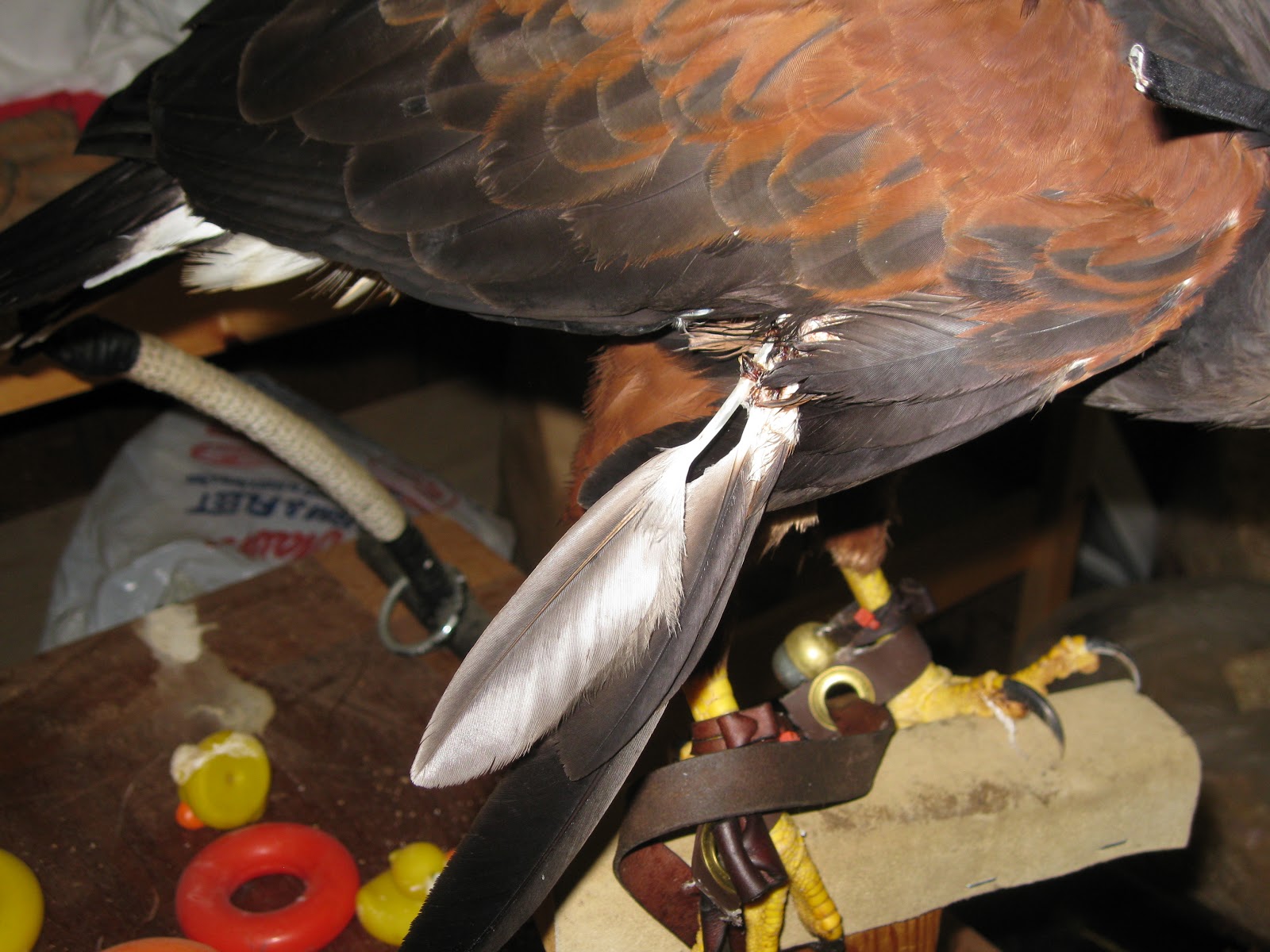 Phoenix Fire Falconry The Falconer's Obligation