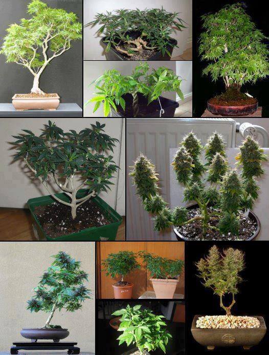 cultivo de maconha | Es posible tener un bonsai cannábico en casa. cultivo de maconha | Es posible tener un bonsai cannábico en casa.
