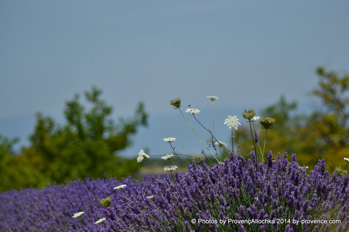 Lavande et graminées indigènes,plateau valensole,© Ala Zhurak-Tolari graminées indigènes,lavande