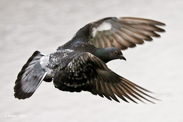 Tierfotos, Vögel, Taube im Flug