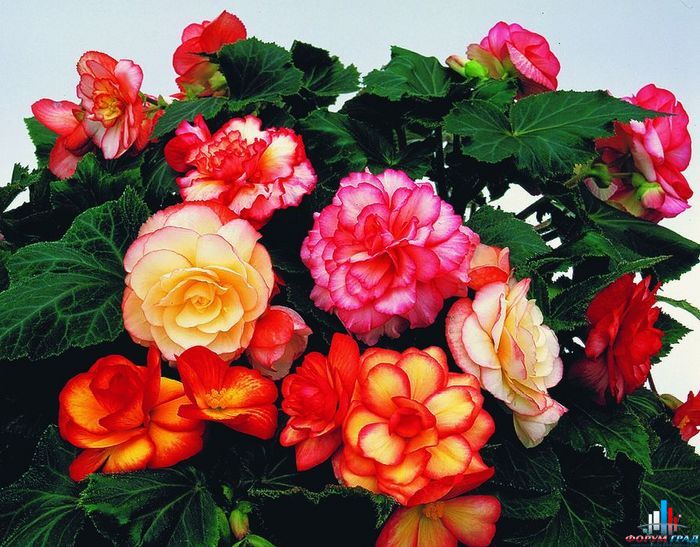 best flower s care begonia best flower s care begonia