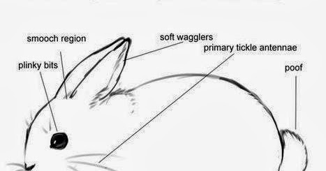 Rabbit Ramblings: Bunny anatomy