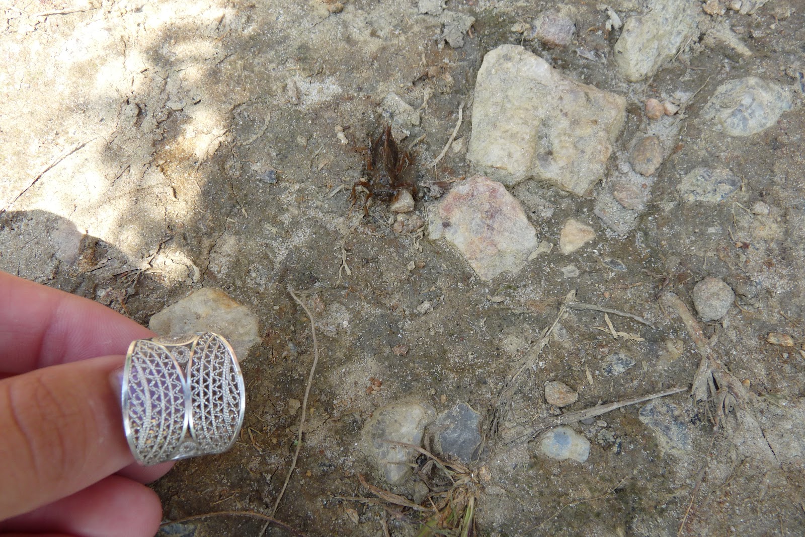AP Biology Summer Assignment : Exoskeleton