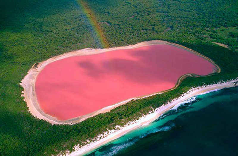 Noisette (pink) - Wikipedia, the free encyclopedia