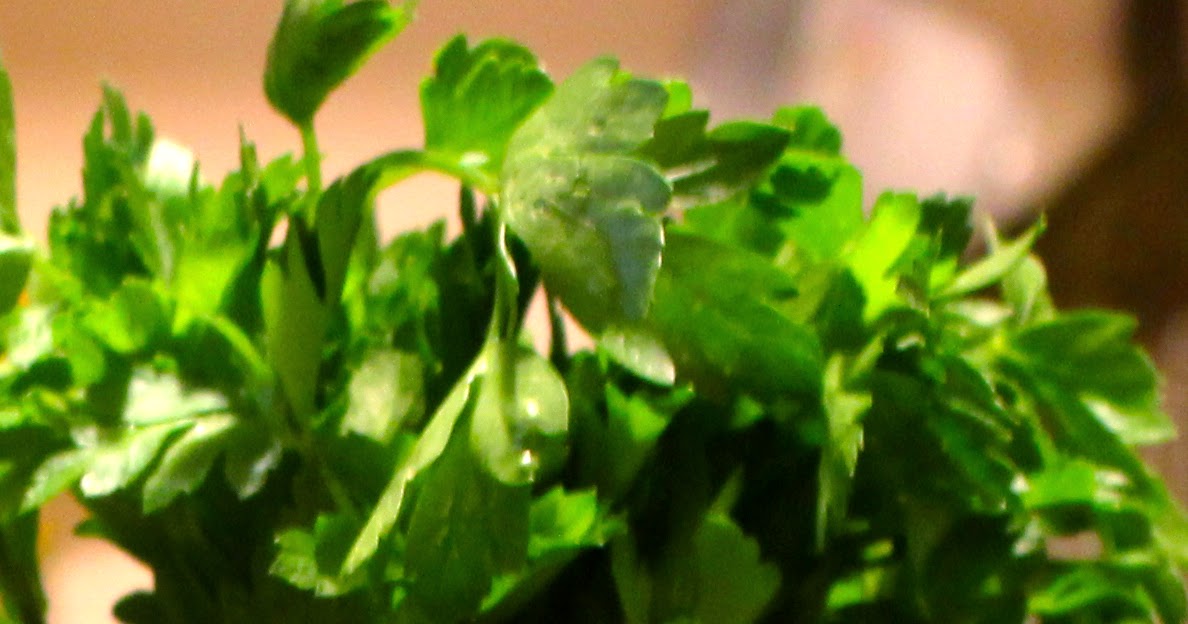 All Sauced UP! And nowhere to go.. Parsley Pecan Pesto