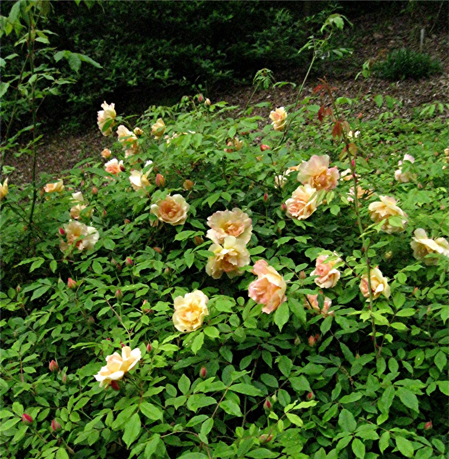 1003 Gardens Fortune's Double Yellow.....an old Tea Rose