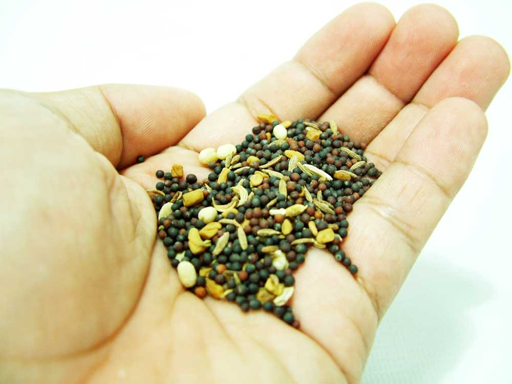 external image las-semillas-2-PARA-WEB.jpg