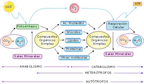 Diferencia entre procesos catabolicos y anabolicos