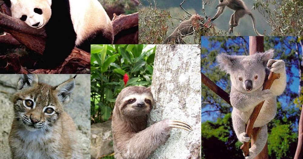 Biodiversidad en el Perù Especies peruanas amenazadas y en peligro de