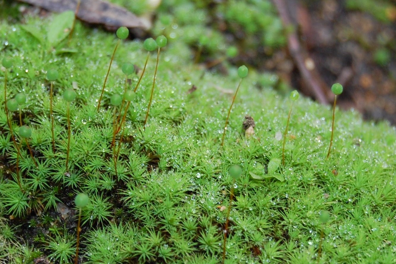 Floresta Tropical Pluvial ~ Floresta Tropical Pluvial Floresta Tropical Pluvial ~ Floresta Tropical Pluvial