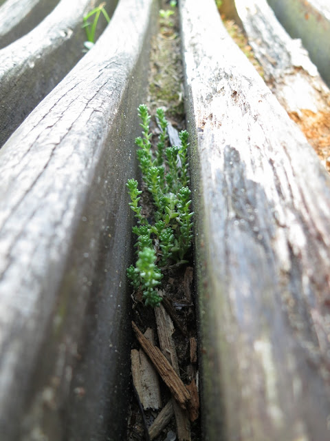 Small, green succulent growing between wooden slats of bench