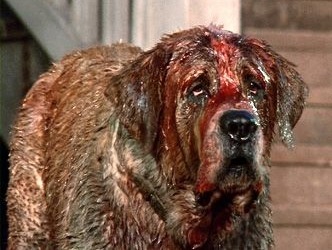 Cujo Stephen King Dog Breed Cujo Stephen King Dog Breed