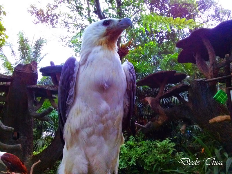 Dunia Satwa Burung Elang