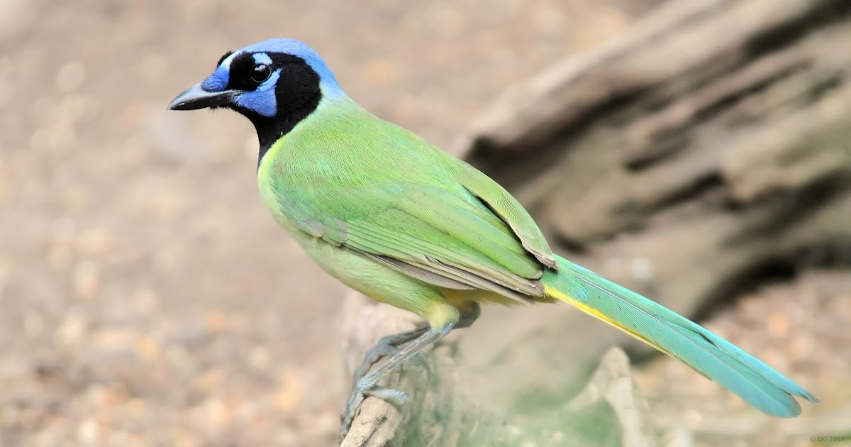 Green Jay
