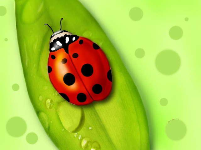 3d Ladybug Screensavers1