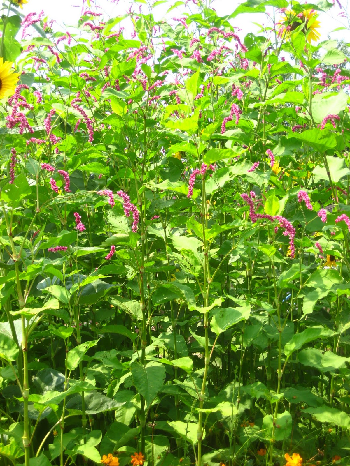 Meadow Muffin Gardens Choose Drought Resistant Plants