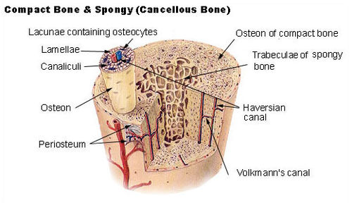 Life = Thinking: Difference between Cortical and cancellous bone