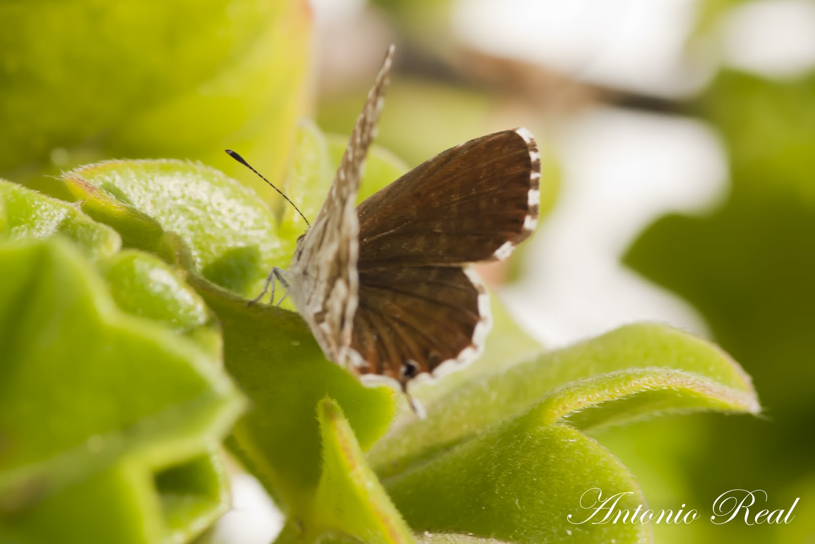 Area Natura Mariposa del Geranio. ( Cacyreus Marshalli)