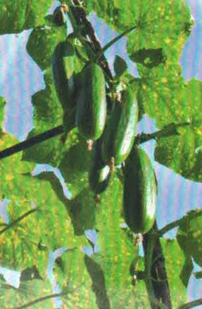 ��� ��������� ������� ������� � �������� �������� ����� ��� �� ������������