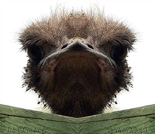 Funny ostrich ~ unique animal wallpapers