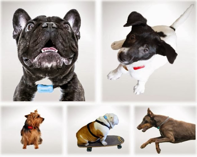 Proyecrive Wear Dog Training Proyecrive Wear Dog Training