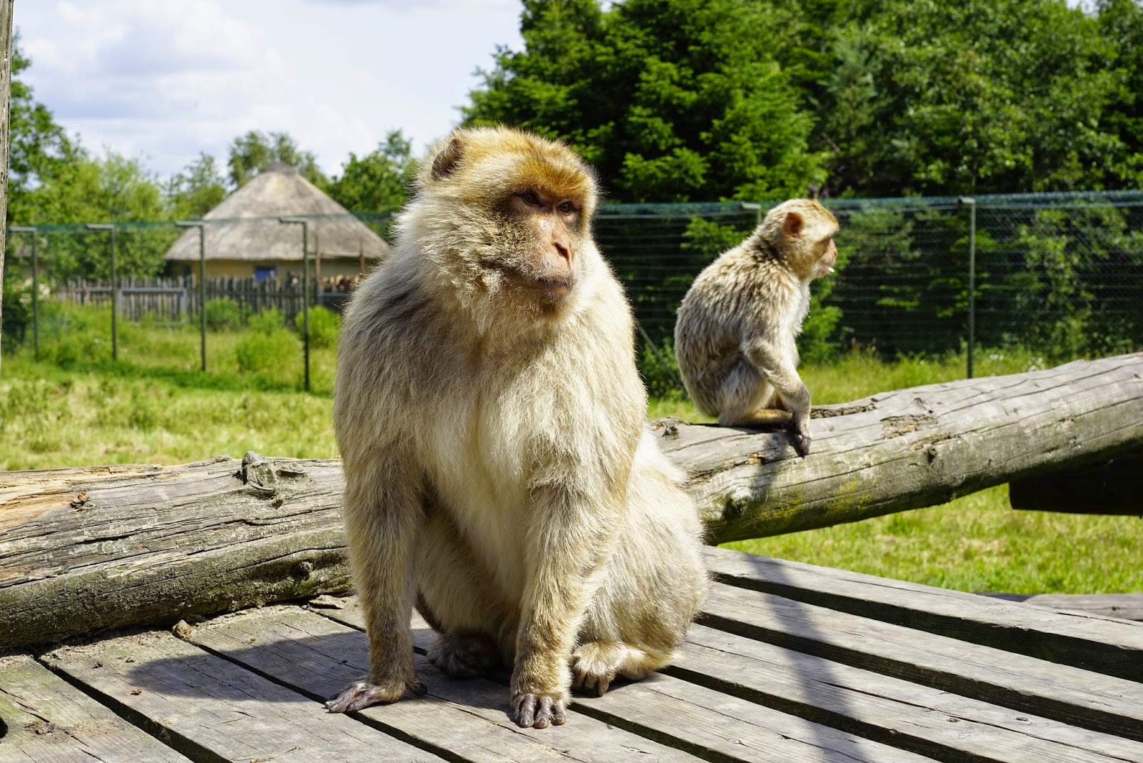 Richard Bjerkoe - Robust Dad - Givskudd Zoo Majestic Monkey