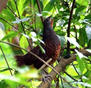 Suara ayam hutan (Chinese bamboo partridge) Suara ayam hutan (Chinese bamboo partridge)