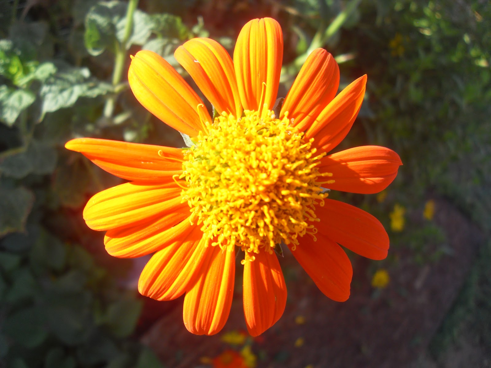 The Scientific Gardener: Mexican Sunflower (Tithonia ...