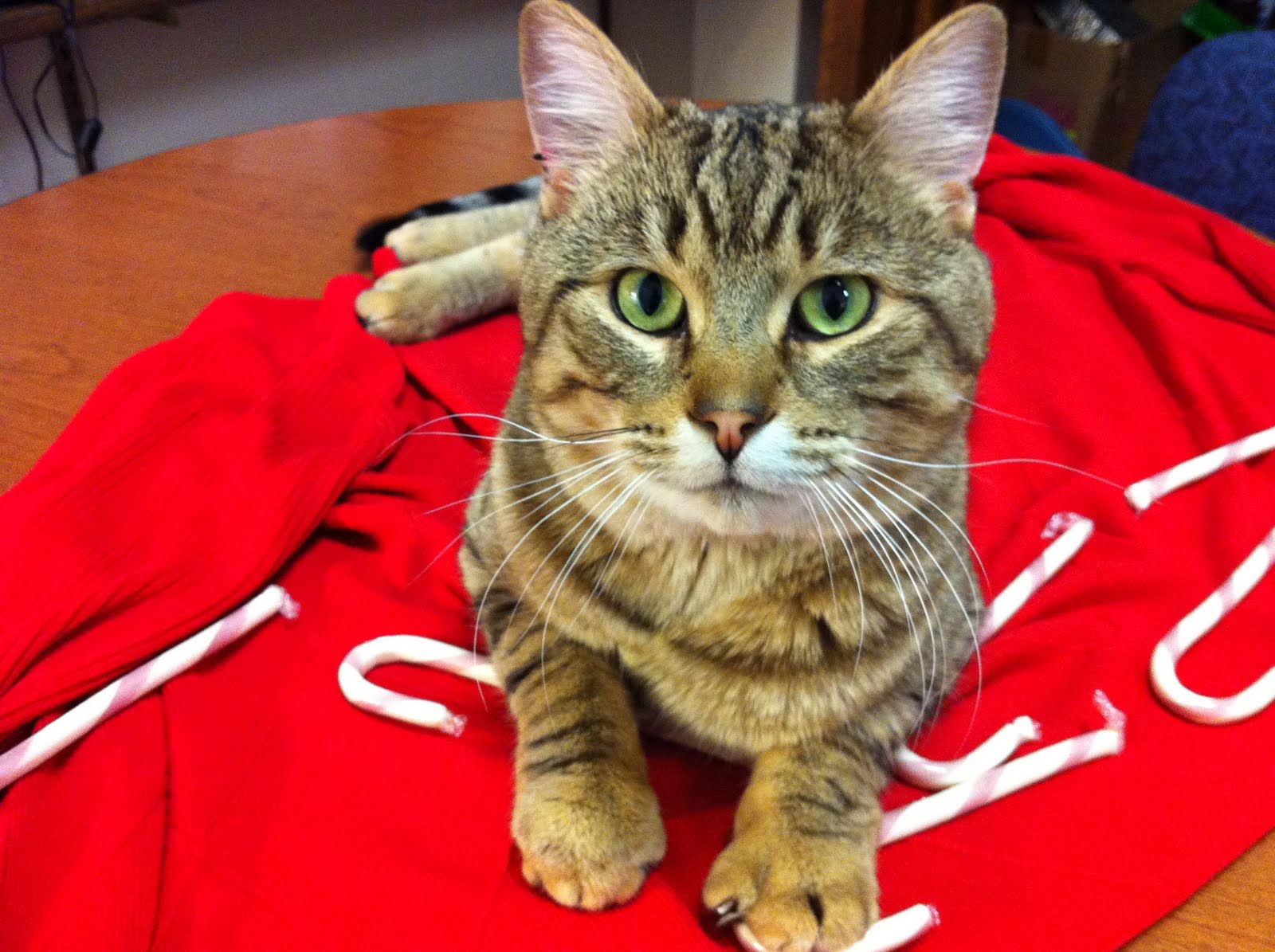 Hyde Park Cats TNR Bubbles