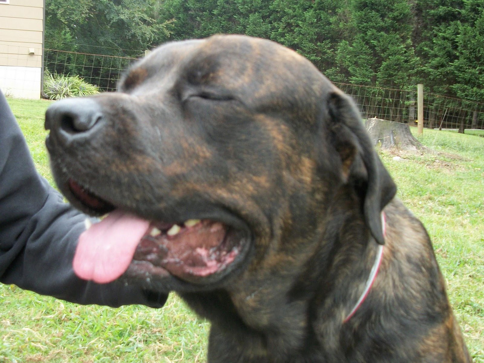 Cane Corso Rescue Snuggle Bear NC Young, Male ADOPTED!!