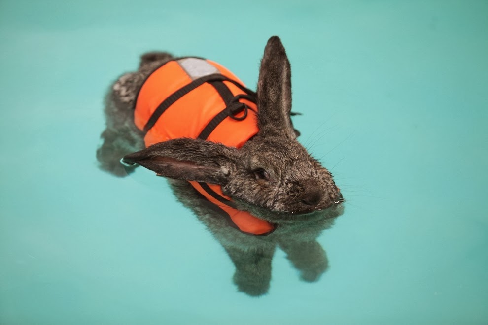 Sally and Sam Heidi The Rabbit Goes Swimming In A Lifejacket To Help