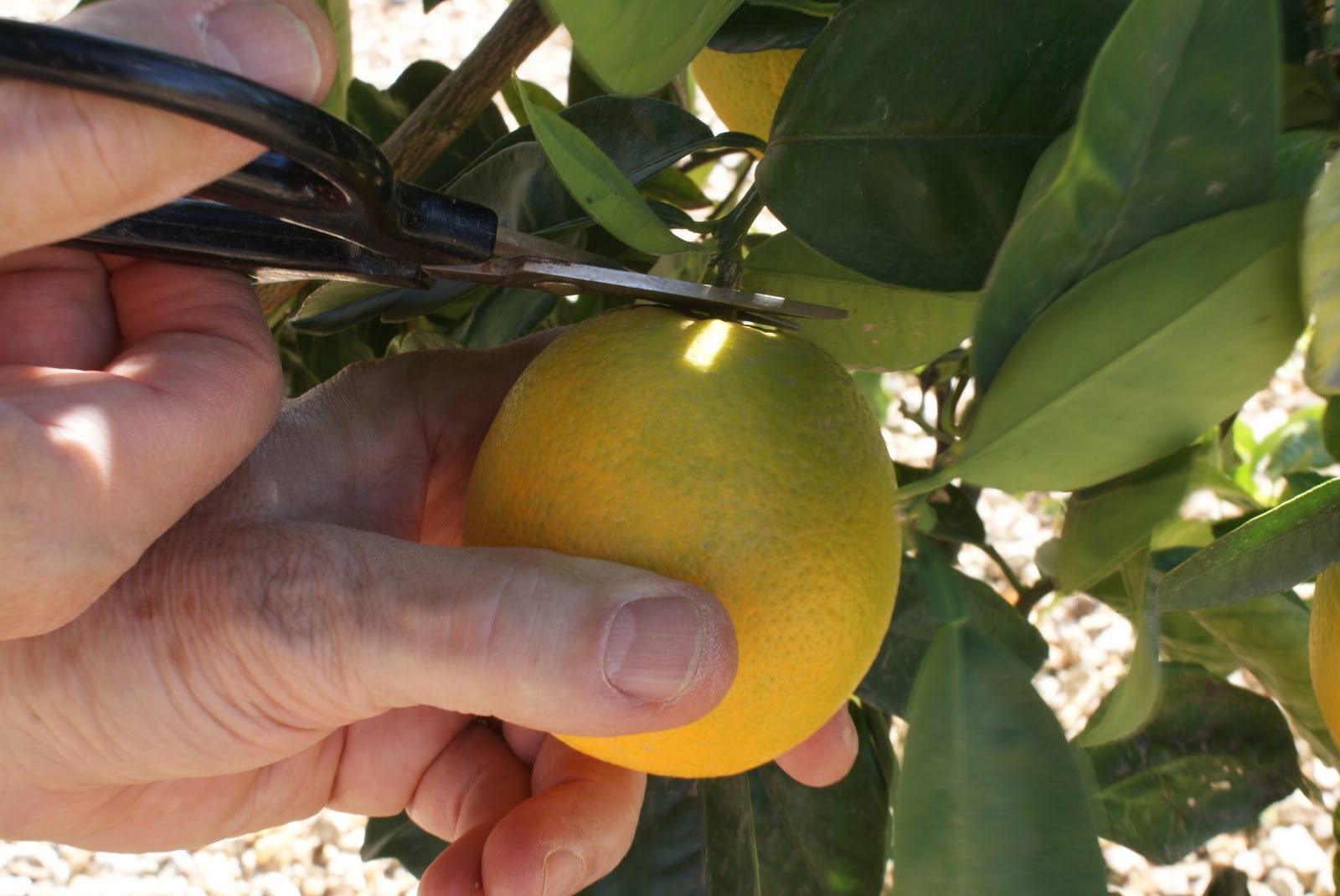 harvest citrus