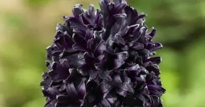 Hyacinth Midnight Mystique - Favorite Photoz
