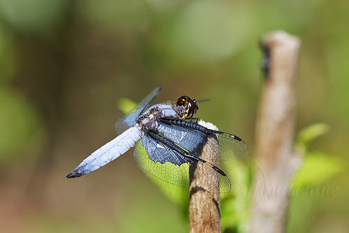 Palpopleura vestita