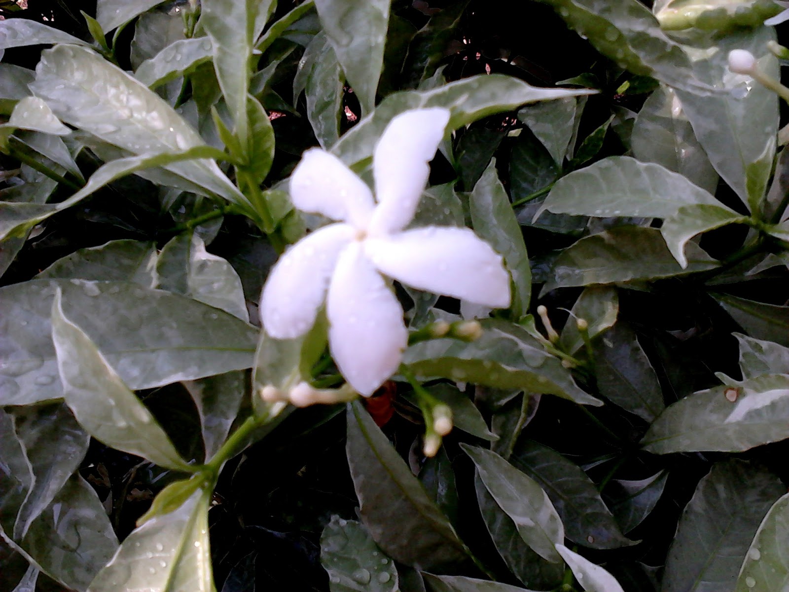 Garden Care Simplified Double Tagar Tabernaemontana Valeriana Shrub