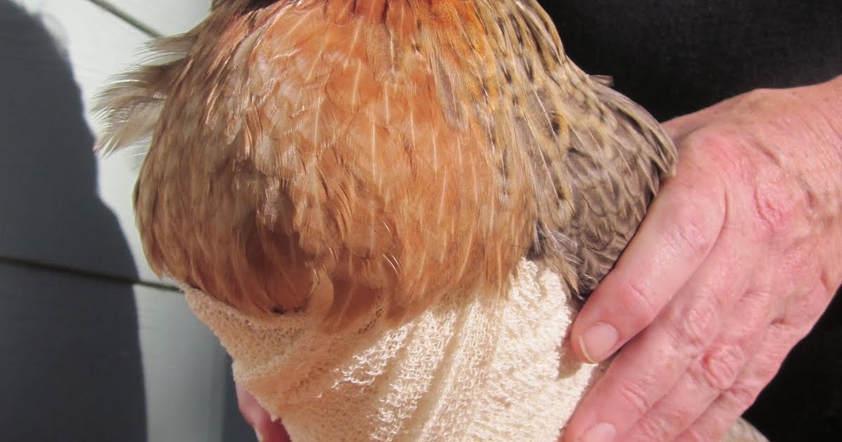 HAZEL DENE Dressing Poultry for beginners