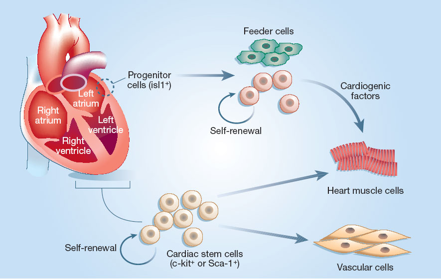 Heart Stem Cells