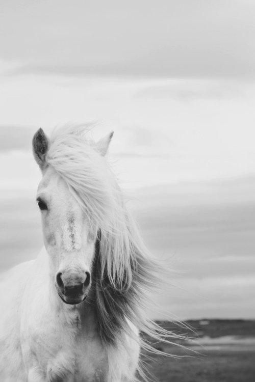 ¡¡¡  LA ELEGANCIA Y HERMOSURA !!! Tumblr+caballo