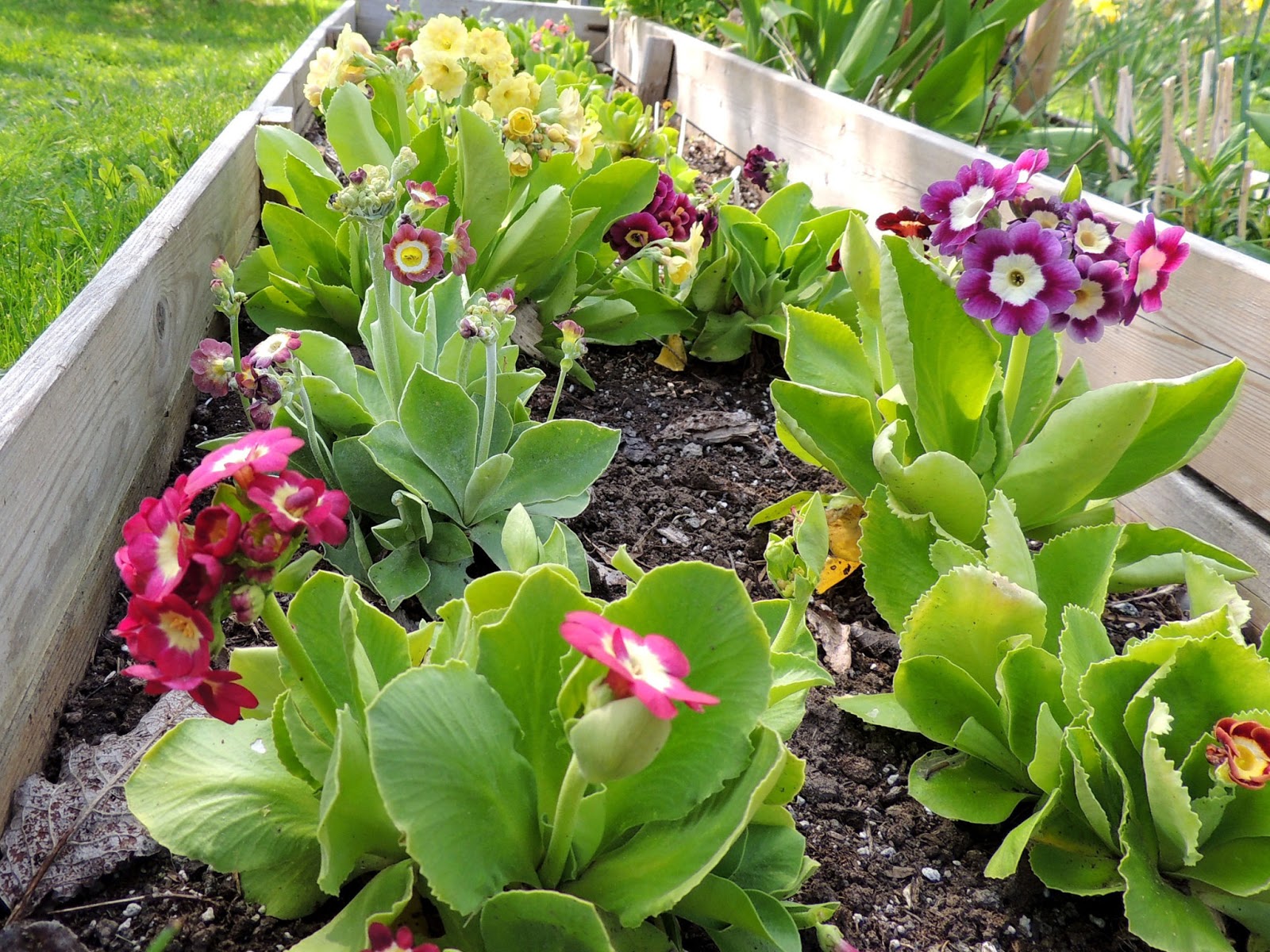 Sweden's auricula club: spring care: part 2 auriculas in borders.